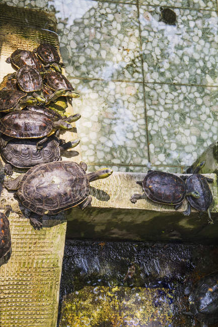 Черепахи в официальном храме Бога Войны. Тайнань, Тайвань — стоковое фото