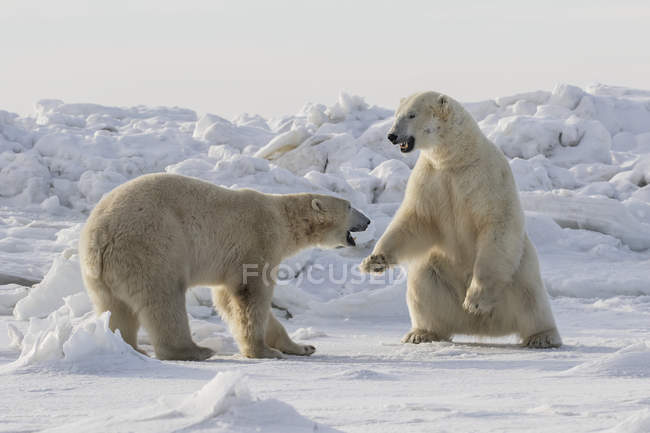 Полярні ведмеді спаринг — стокове фото