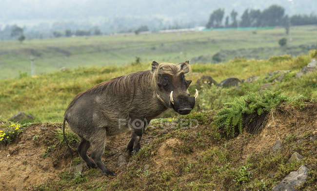 Warthog in piedi sull'erba — Foto stock