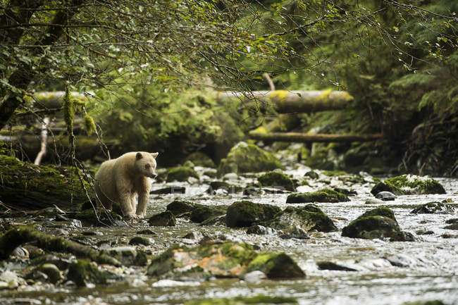 Spirito Pesca orso nel fiume — Foto stock