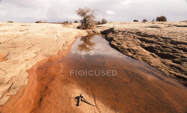 Alto desierto después de una tormenta de lluvia - foto de stock