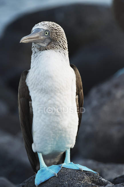 Blue-footed booby — Stock Photo