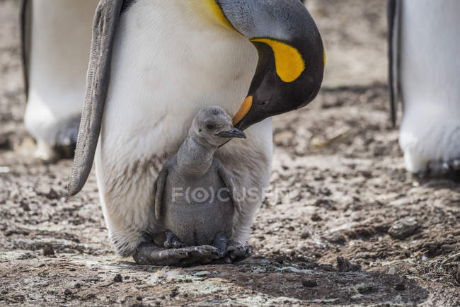 Roi pingouin flexion vers poussin — Photo de stock