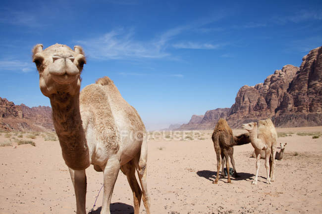 Camels standing on field — Stock Photo