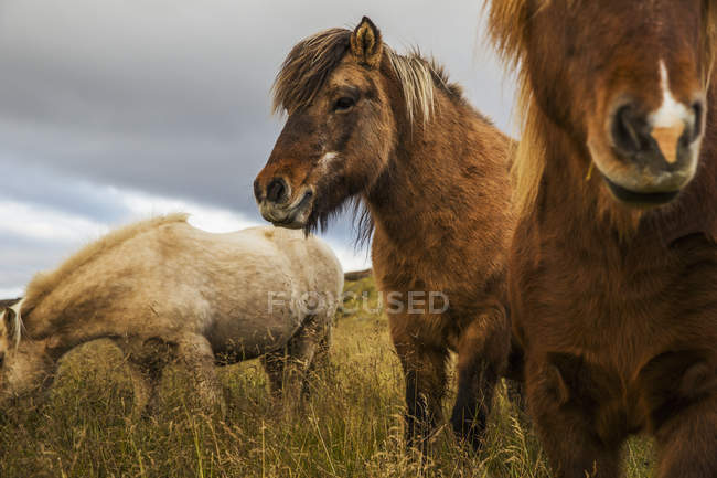 Pâturage de chevaux islandais — Photo de stock