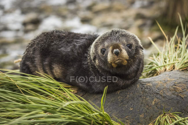 Fur seal pup — Stock Photo