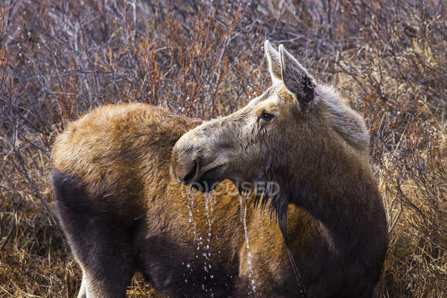Water drips from moose chin — Stock Photo