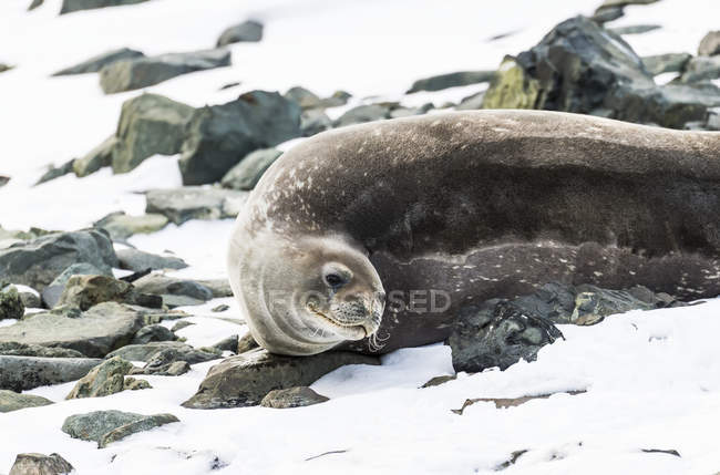 Seal laying on shore — Stock Photo