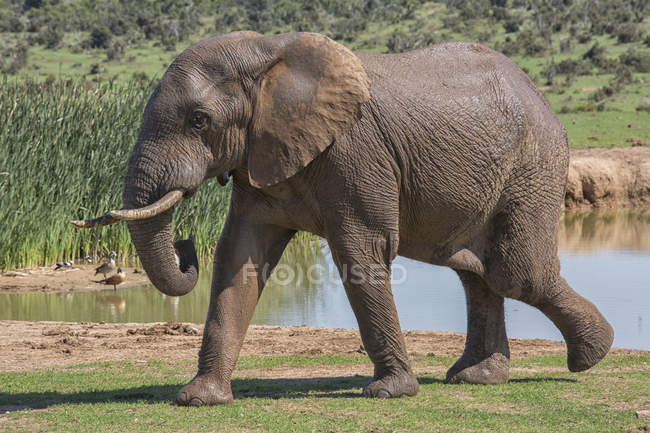 Elefante africano caminando - foto de stock