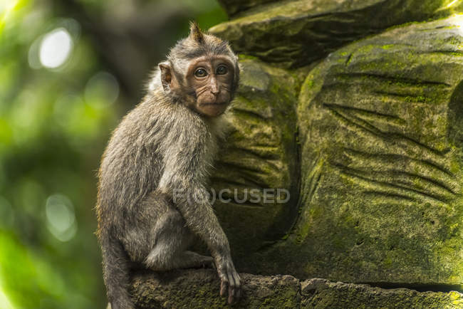 Scène dans la forêt de singes — Photo de stock