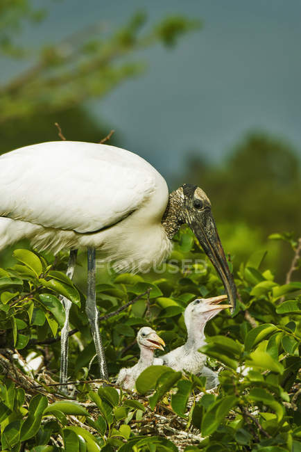 Wood stork with chicks — Stock Photo