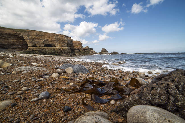 Pedras e algas marinhas na costa — Fotografia de Stock