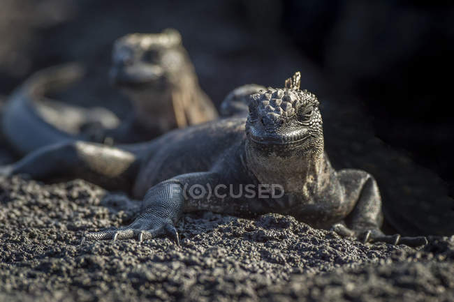 Iguana do mar em pé no chão — Fotografia de Stock
