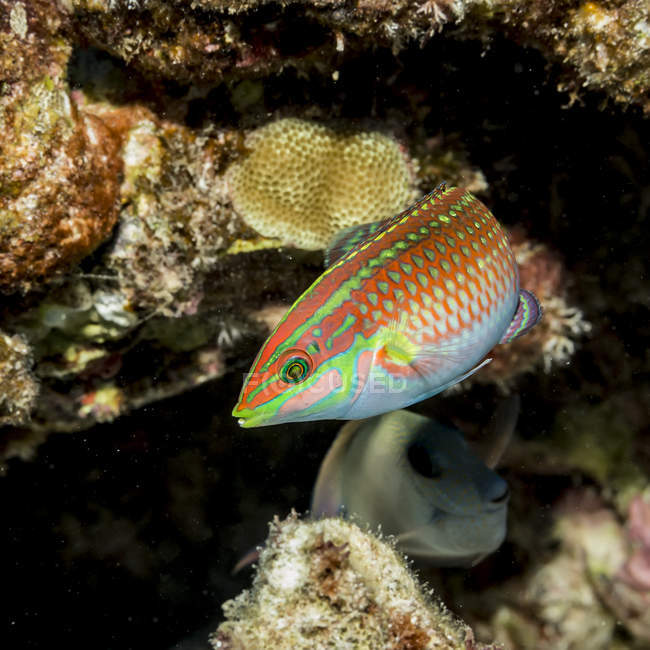 Bella Ornate Wrasse nuoto subacqueo vicino coralli, fauna selvatica — Foto stock