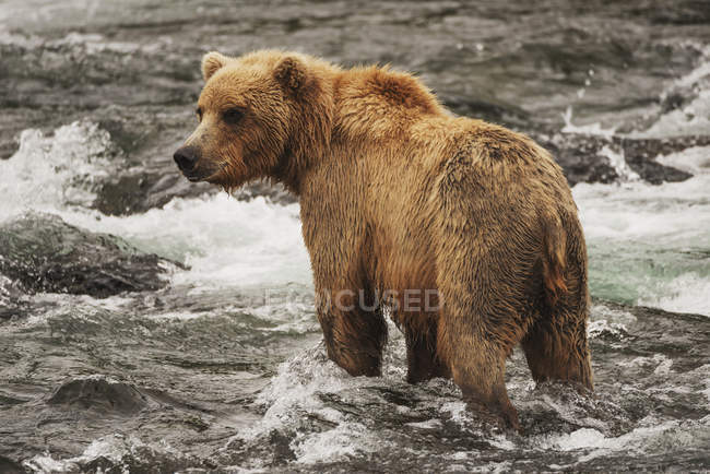 Brown bear fishing — Stock Photo