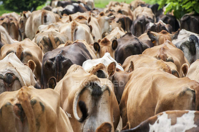 Backside of dairy cows — Stock Photo