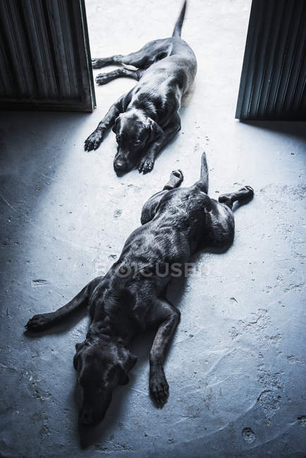 Две черные собаки — стоковое фото