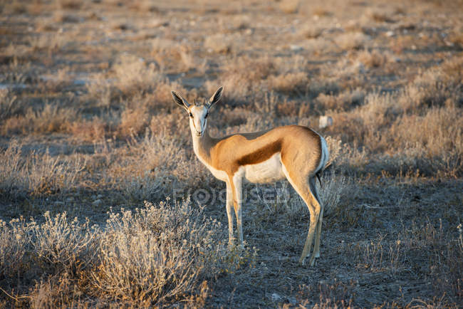 Jovem antílope springbok — Fotografia de Stock