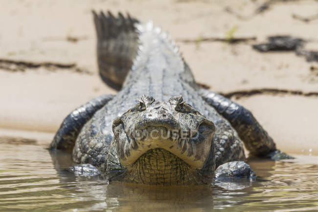 Yacare caiman en la orilla fangosa - foto de stock