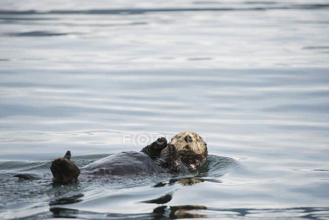 Sea otter swims away — Stock Photo