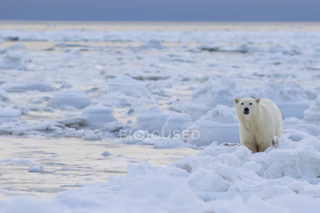 Ours polaire debout dans la neige — Photo de stock