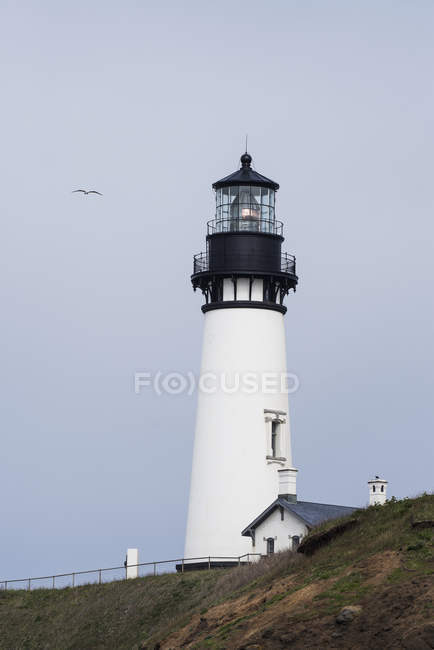 Gull flies past the lighthouse at Yaquina Head — Stock Photo
