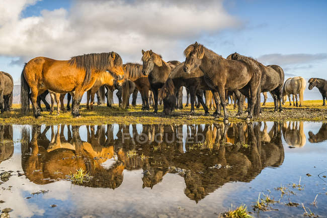 Cavalos islandeses na costa — Fotografia de Stock