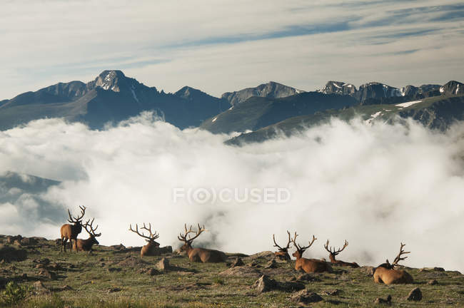 Група бика лося — стокове фото