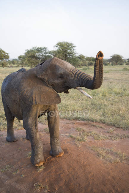 Слон с поднятым стволом — стоковое фото