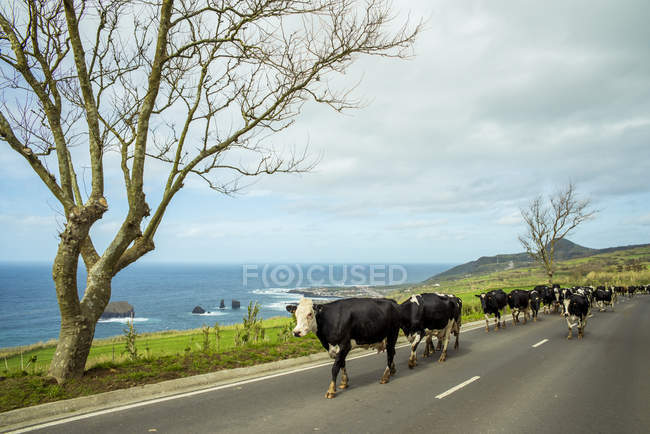 Caminhada de gado na estrada — Fotografia de Stock