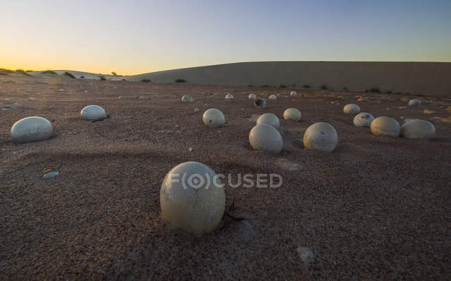 Заброшенные страусиные яйца — стоковое фото