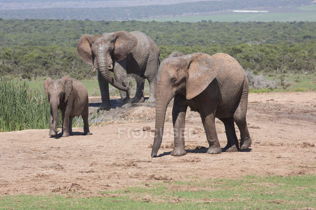 Elefantes africanos de pie en tierra - foto de stock