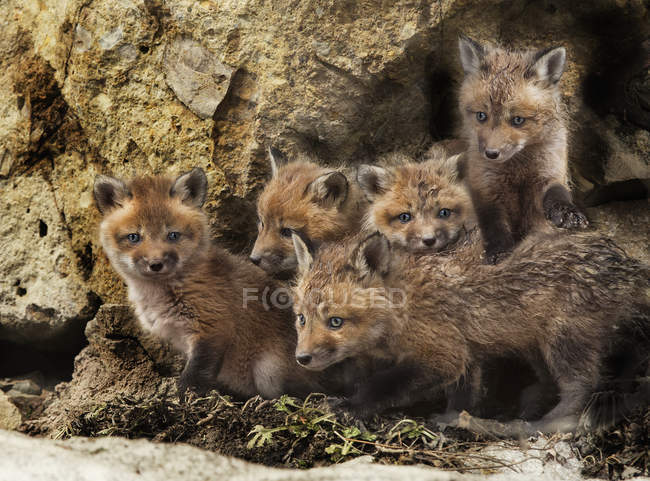 Kits Fox dans le trou — Photo de stock