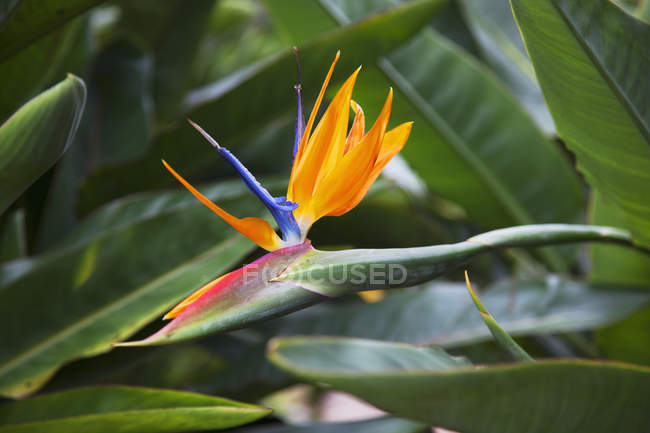 Pájaro del paraíso flor - foto de stock