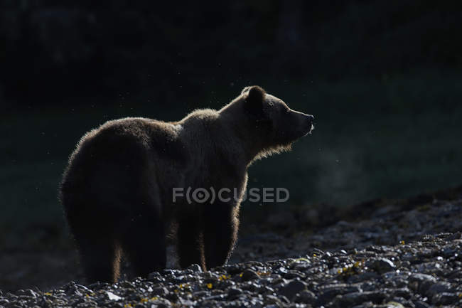 Grizzly bear at sunrise — Stock Photo
