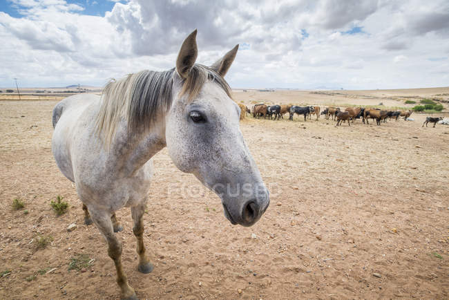 Cavalo com vacas no fundo — Fotografia de Stock