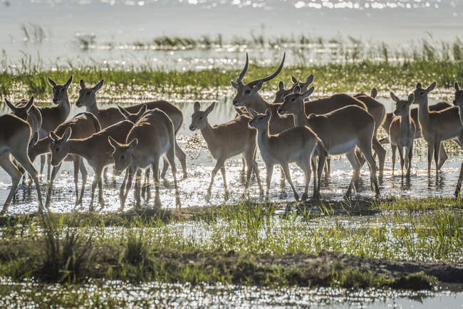 Herd of red lechwe wading — Stock Photo