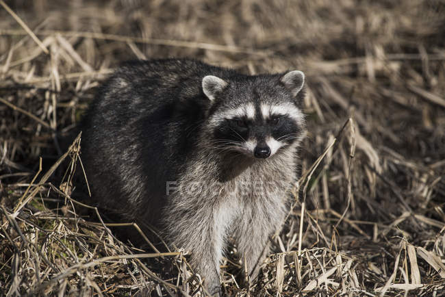 Raccoon prowls in brush — Stock Photo