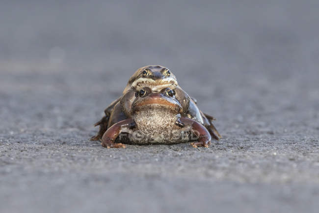 Pair of mating Wood frogs — Stock Photo