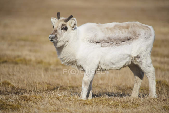 Young reindeer standing in grass — Stock Photo