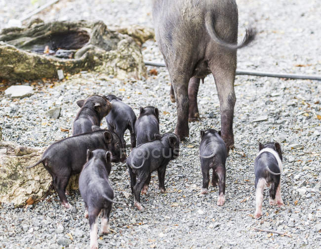 Cerdos y cerdas, Pulao Asei, isla en el lago Sentani, Papua, Indonesia - foto de stock