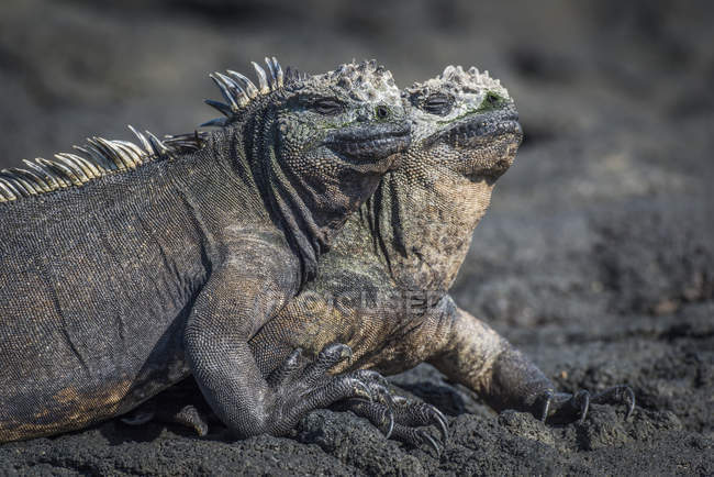 Two marine iguanas — Stock Photo