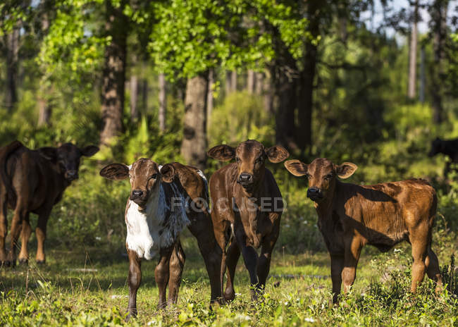 Vacca ruspante — Foto stock