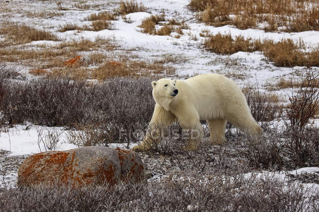Oso polar caminando en el suelo - foto de stock