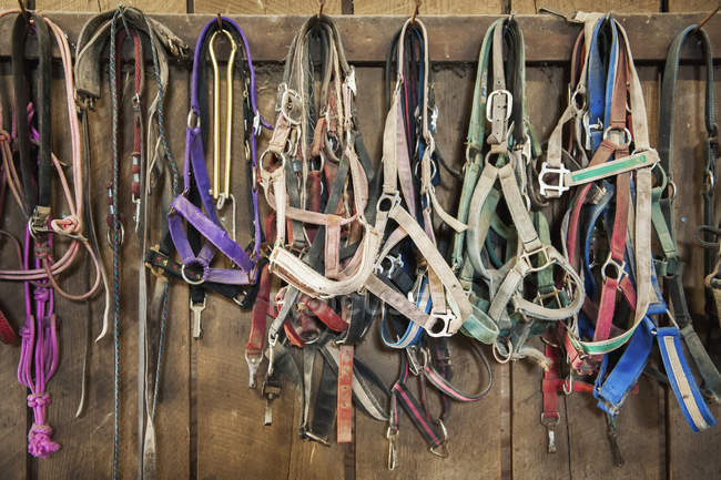 Wall full of hanging horse halters in Cecil County; Maryland, Estados Unidos da América — Fotografia de Stock