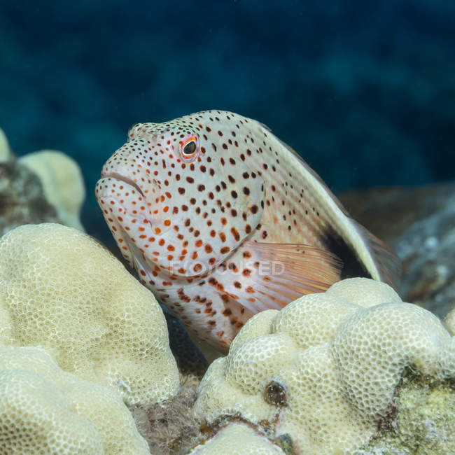 Vista close-up de amarelo Paracirrhites forsteri nadando debaixo d 'água perto de corais — Fotografia de Stock