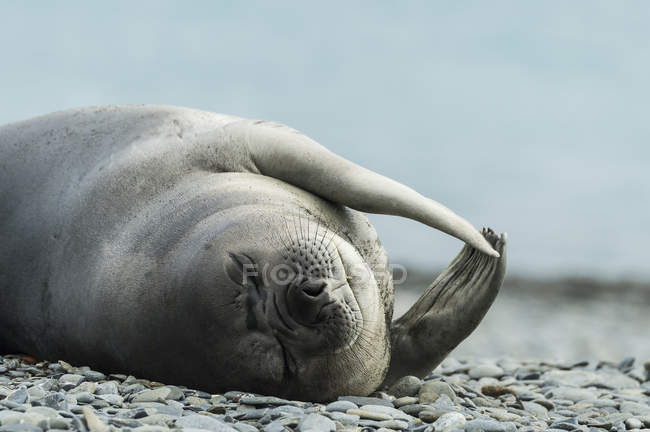 Sigillo Weddell posa sulla riva — Foto stock