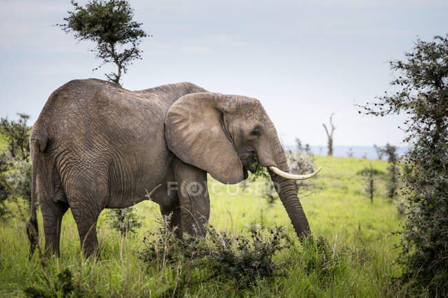 Éléphant debout sur le terrain — Photo de stock