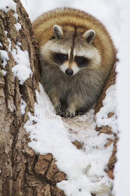 Єнот сидить у снігу — стокове фото
