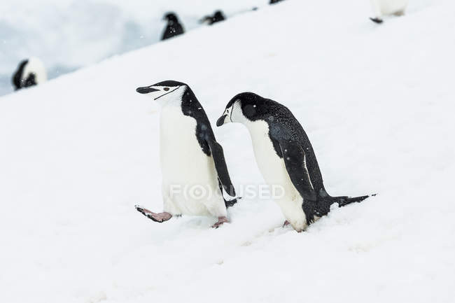 Kinnriemen-Pinguine zu Fuß nach unten — Stockfoto